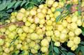 Tahitian gooseberry